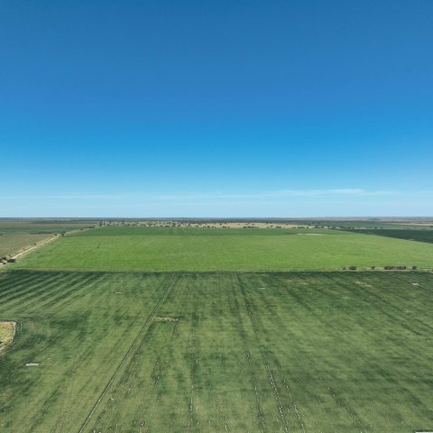 imagen del campo