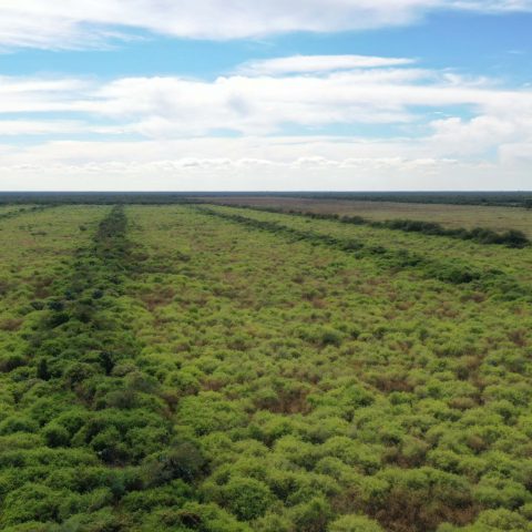 imagen del campo
