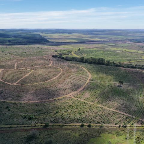 imagen del campo