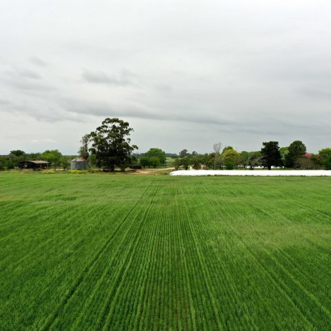 imagen del campo