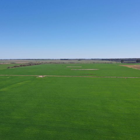 imagen del campo