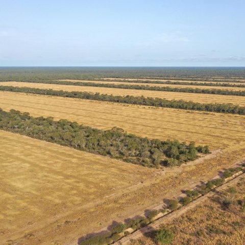 imagen del campo