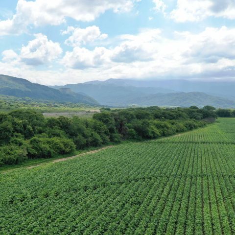 imagen del campo