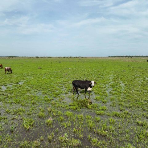 imagen del campo