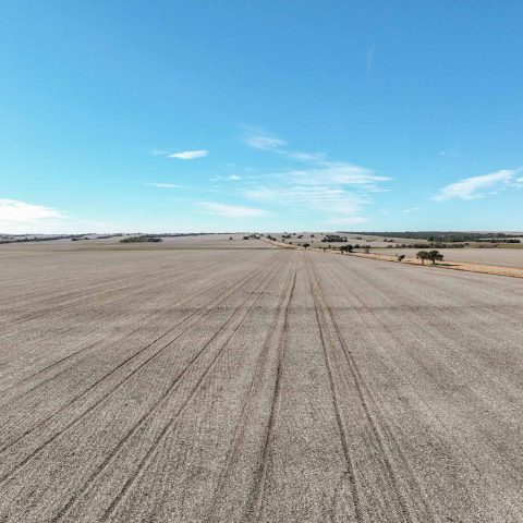 imagen del campo
