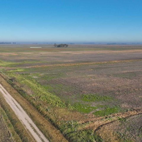 imagen del campo