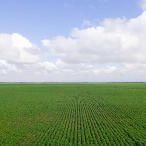 imagen del campo