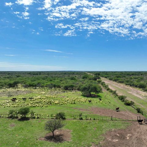 imagen del campo
