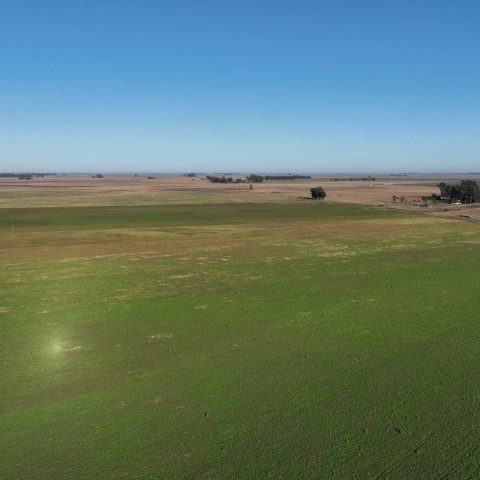 imagen del campo