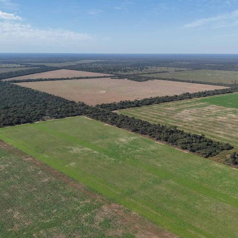 imagen del campo