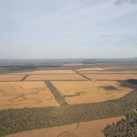 imagen del campo