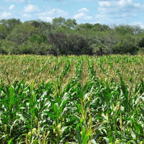 imagen del campo