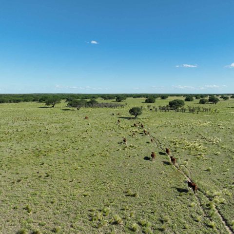imagen del campo