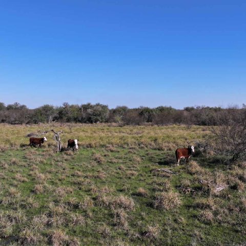imagen del campo